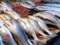 ماهی محبوب گران شد