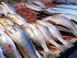 ماهی محبوب گران شد