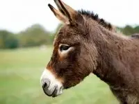 در این شهر ایران الاغ ها را با تیر می‌زنند!