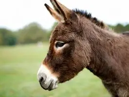 در این شهر ایران الاغ ها را با تیر می‌زنند!