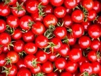 ترکش بی بارانی به گوجه فرنگی خورد + آخرین قیمت