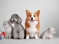 تب خرید حیوانات خانگی لاکچری داغ شد