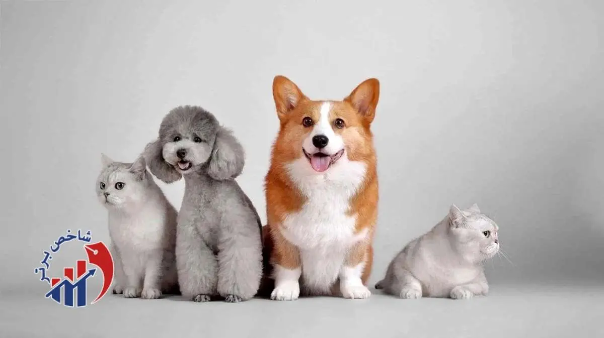 تب خرید حیوانات خانگی لاکچری داغ شد