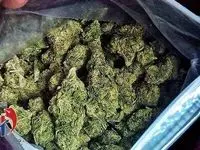 بلایی که گل و حشیش بر سر انسان می‌آورد!