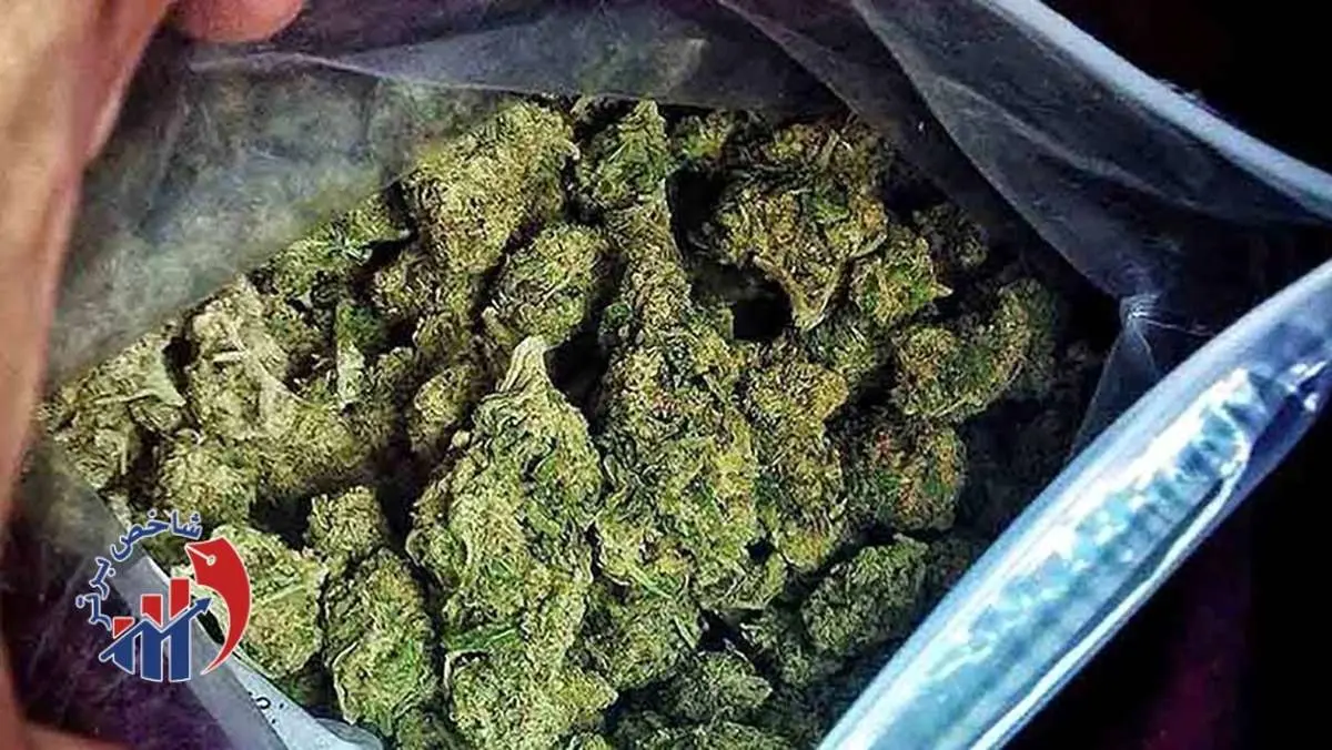 بلایی که گل و حشیش بر سر انسان میآورد!