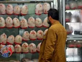 توزیع گسترده مرغ با قیمت ارزان