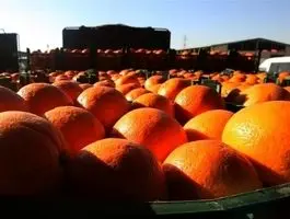 بررسی آزمایشگاهی پرتقال های رنگی در ایران / حرف آخر زده شد