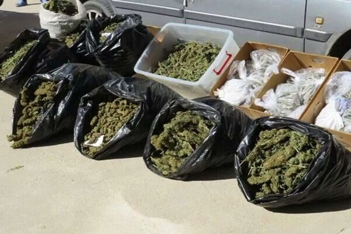 شوک خبری/ نیم تن ماریجوانا کف تهران کشف شد!