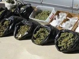 شوک خبری/ نیم تن ماریجوانا کف تهران کشف شد!