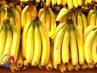 تولید ۹۹ درصد موز ایرانی در این استان