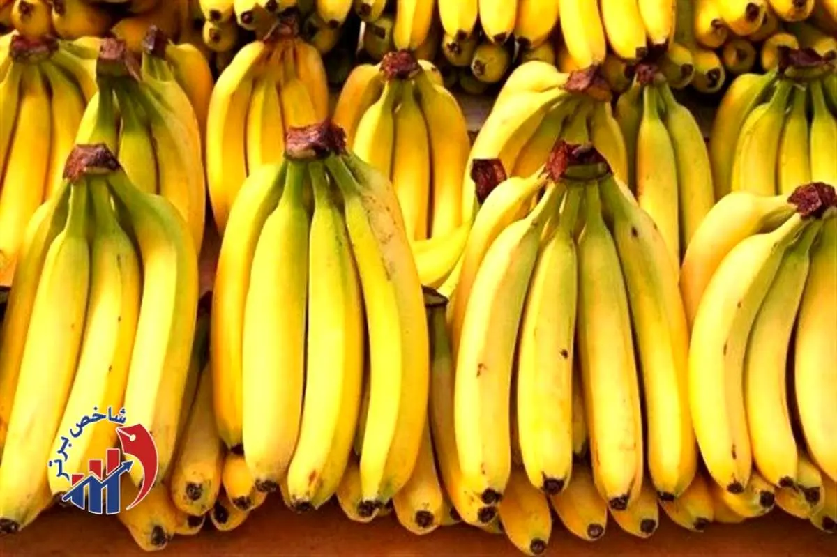 تولید ۹۹ درصد موز ایرانی در این استان