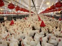 شناسایی گونهای تازه از انگل در مرغهای گوشتی ایران