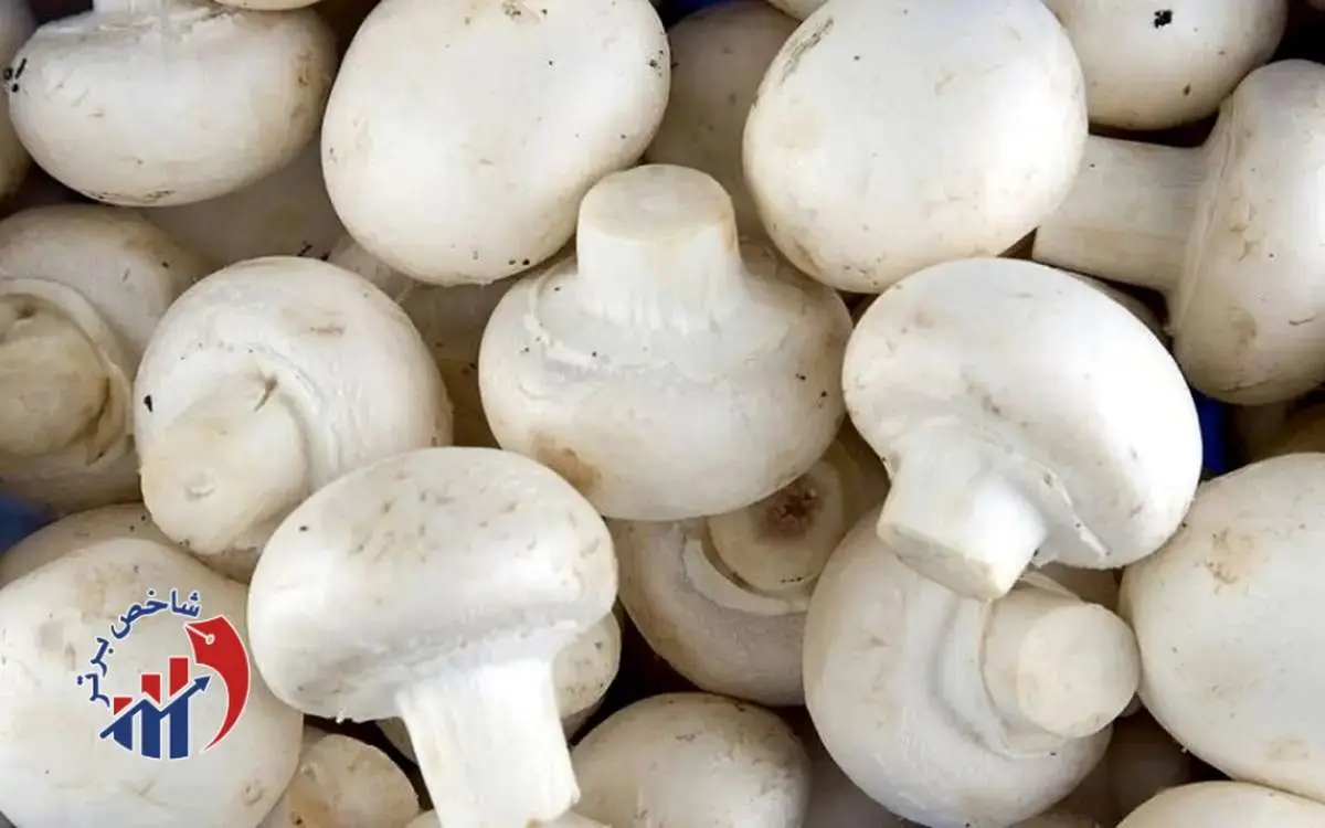 با معجرات قارچ برای سلامتی آشنا شوید