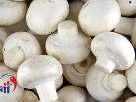 با معجرات قارچ برای سلامتی آشنا شوید