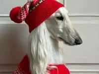 این سگ ماهی ۱۰ هزار دلار درآمد دارد/  سامانتا و ۱۰۰ هزار فالوور طلایی