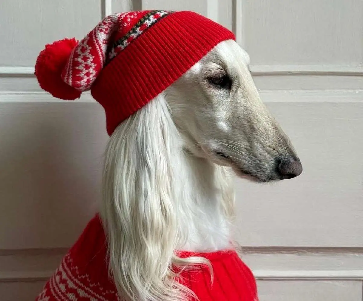 این سگ ماهی ۱۰ هزار دلار درآمد دارد/  سامانتا و ۱۰۰ هزار فالوور طلایی