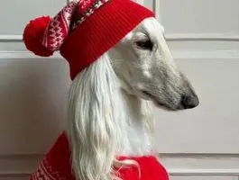 این سگ ماهی ۱۰ هزار دلار درآمد دارد/  سامانتا و ۱۰۰ هزار فالوور طلایی