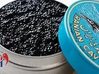 قطر عاشق این ماهی‌ ایرانی شد