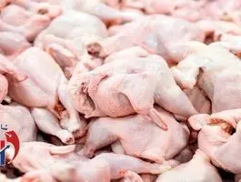 چالش بزرگ وزن‌گیری مرغ‌ها