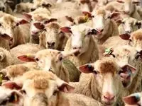 فروش گوشت بزغاله هم در ایران مد شد + قیمت