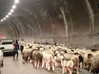 گاو و گوسفندها جاده چالوس را بستند / فعلا سفر نکنید!