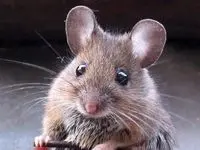 بامزه ترین سونوگرافی تاریخ + فیلم