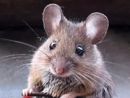 بامزه ترین سونوگرافی تاریخ + فیلم