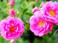 درخواست ۱۰ ساله برای چاپ این تصویر بر اسکناس ایرانی