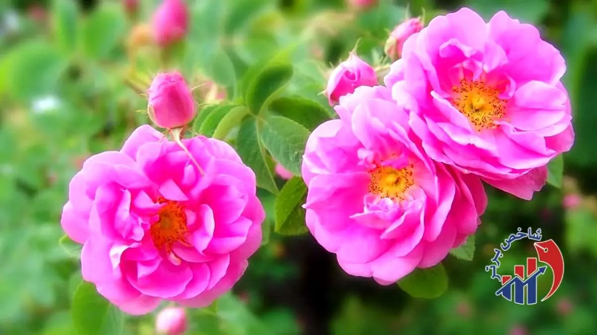 درخواست ۱۰ ساله برای چاپ این تصویر بر اسکناس ایرانی