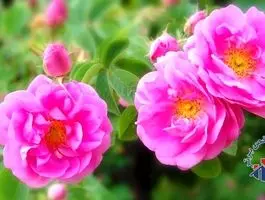 درخواست ۱۰ ساله برای چاپ این تصویر بر اسکناس ایرانی