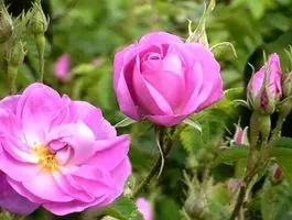 عربستان گل ایرانی را به نام خود ثبت کرد!