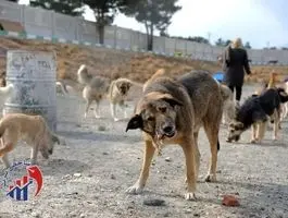 اقدام شهرداری برای جمع‌آوری سگ‌های ولگرد