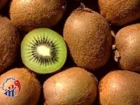 صادرات بیش از ۵ هزار تن کیوی از گیلان