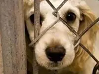 جنجال انتشار کلیپ حیوان‌آزار/ پلیس وارد عمل شد 