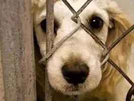 جنجال انتشار کلیپ حیوان‌آزار/ پلیس وارد عمل شد 