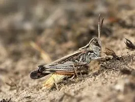 دردسر جدید هند برای ایران / آماده حمله ملخ ها باشید!