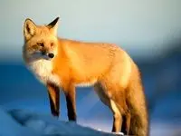 حمله مرگبار روباه به یک کودک ۳ ساله